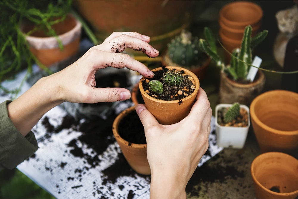 Horticultural specialist examining plant health